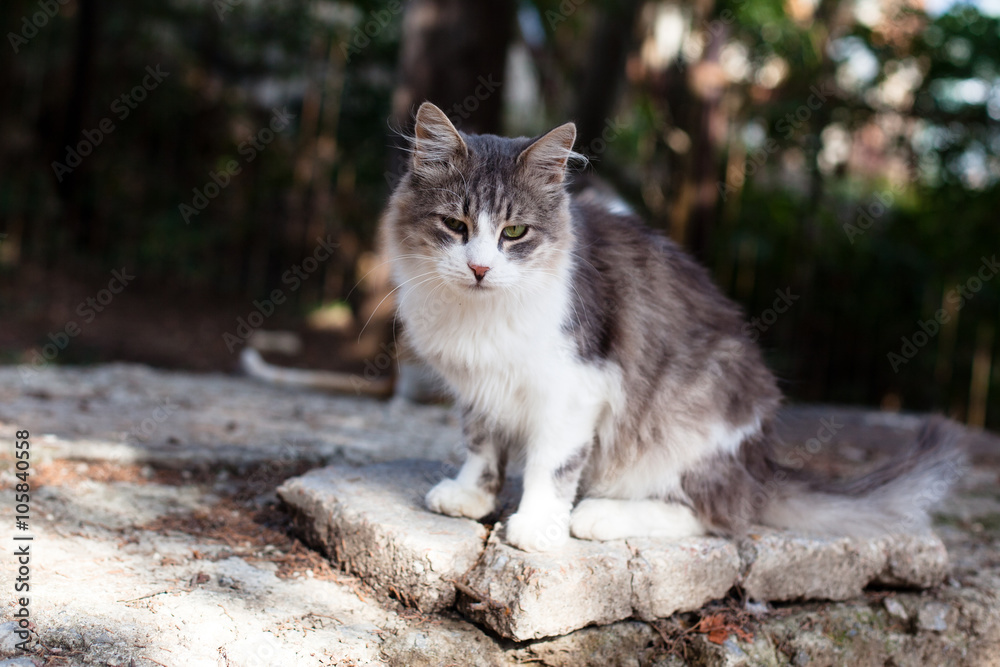 Sorrow cat Sorrow cat