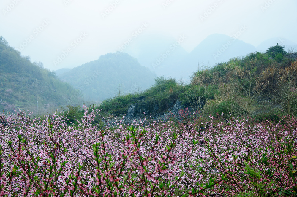 The beautiful blooming peach flowers in the fog
