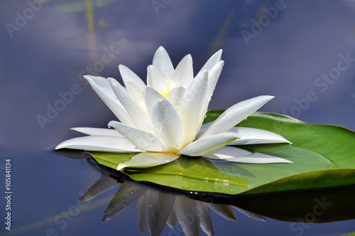 Beautiful waterlily in the lake