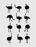 Ostrich Silhouettes, art vector design