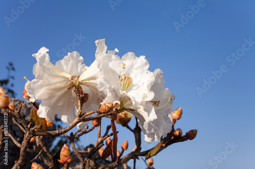 Flower of Rhododendron ludwigianum (one thousand years old white photo