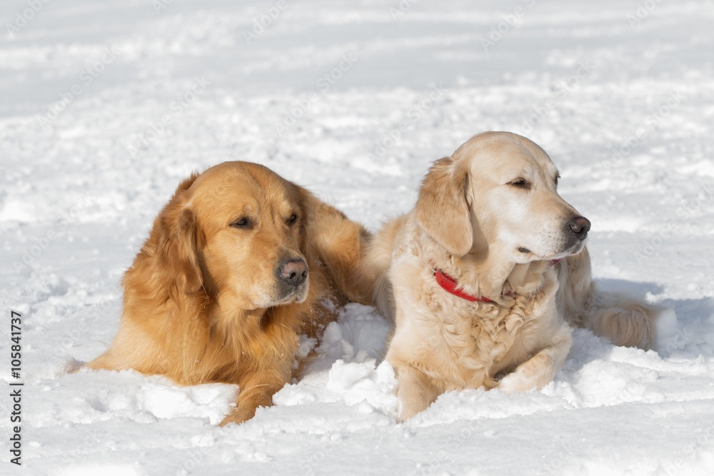Two Golden retriever - puppy
