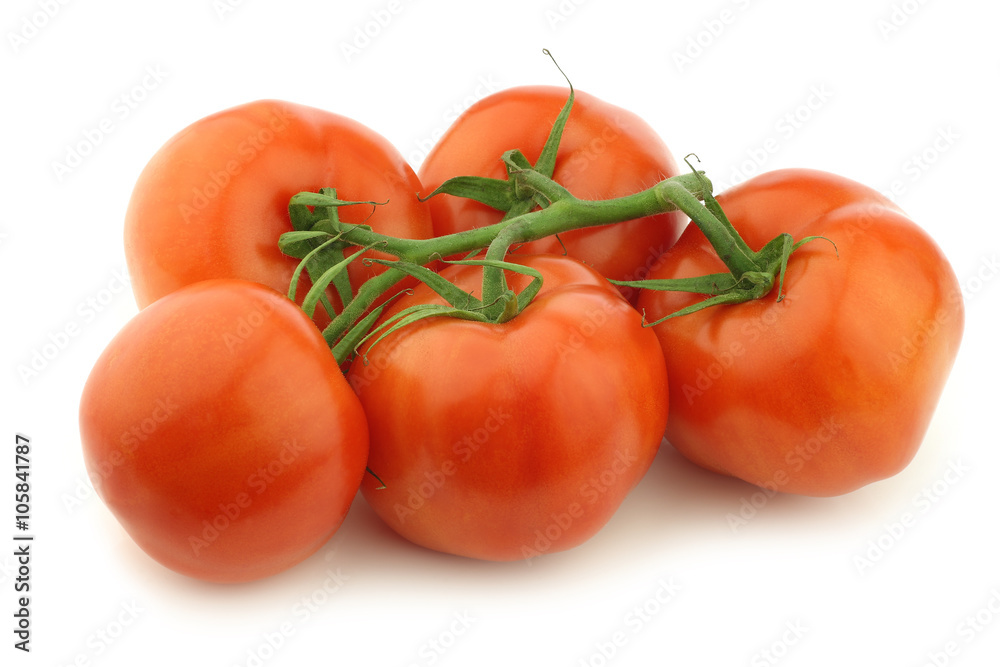 fresh tomatoes on the vine on a white background fresh tomatoes on the vine on a white background
