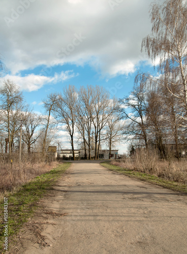 birch trees