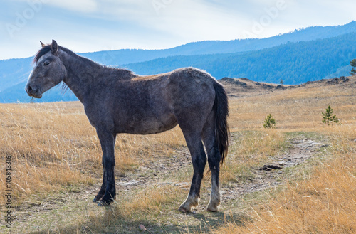 gray dapple Mare mountains in the background