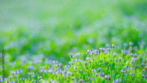 Sea of little Purple Flowers over Slope