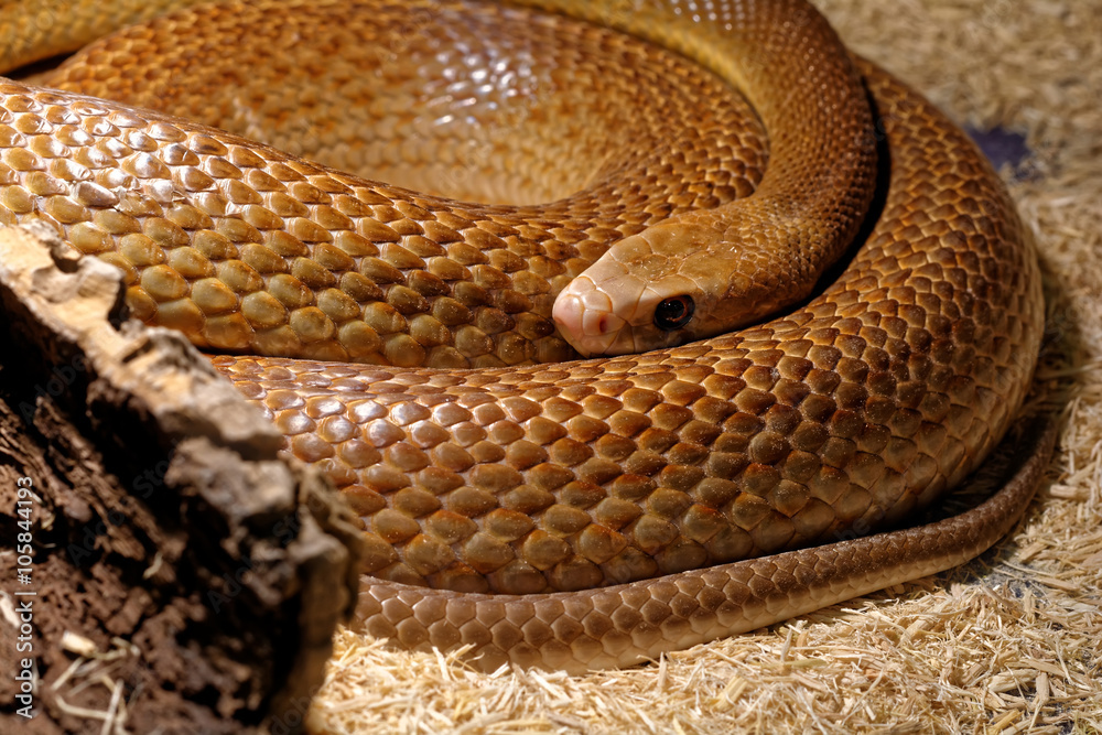 Naklejka premium Snake in the terrarium - Coastal taipan 