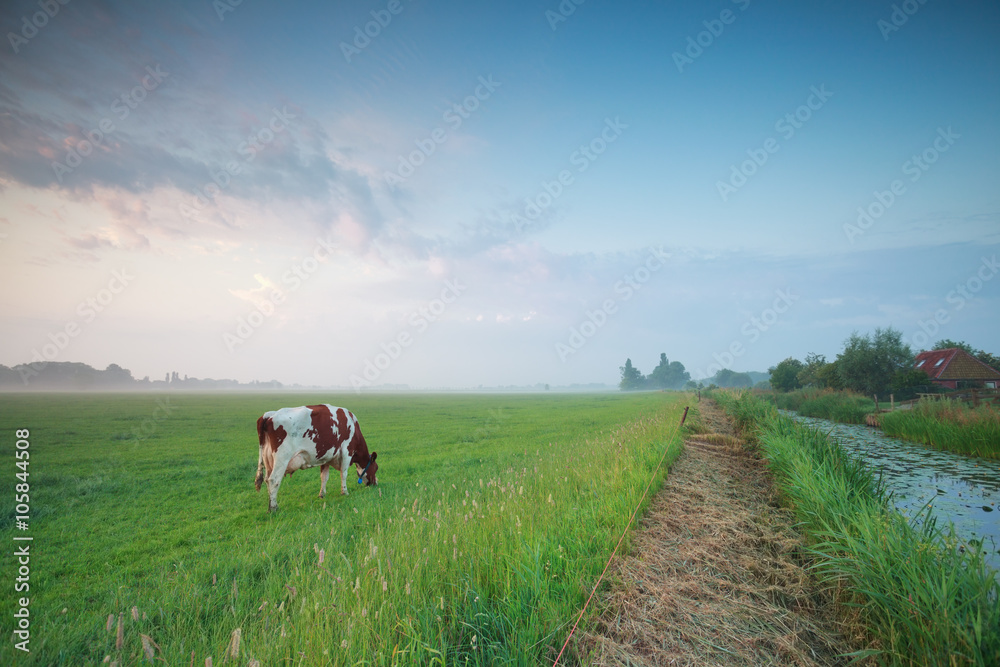 cow grazing on pasture at sunrise cow grazing on pasture at sunrise