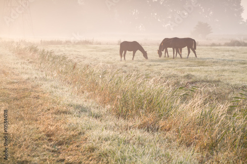 horses grazing on morning pasture