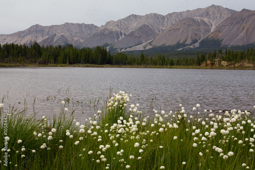 Thickets of cotton grass on the shore of a mountain lake. Lake Darpir. Yakutia. Russia.