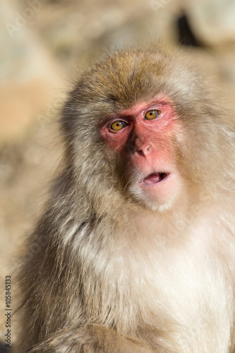 Japanese Monkey © leungchopan