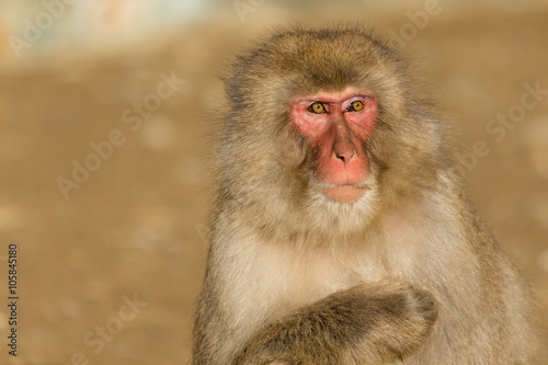 Wildness monkey © leungchopan