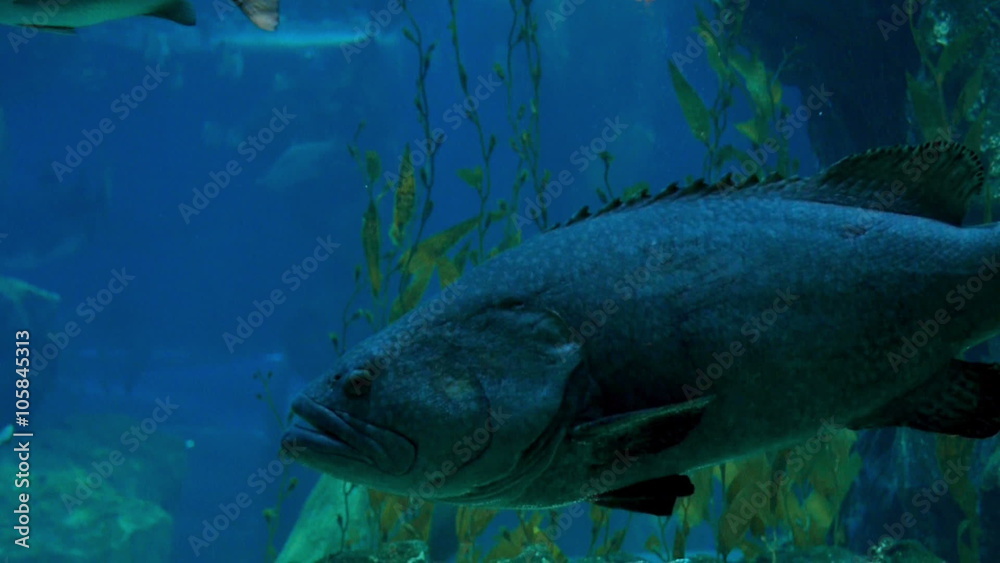 Big fish is swimming slowly in deep water Big fish is swimming slowly in deep water
