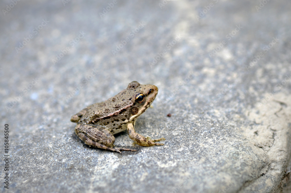 Obraz premium Macro shot of a brown frog resting on a stone/rock