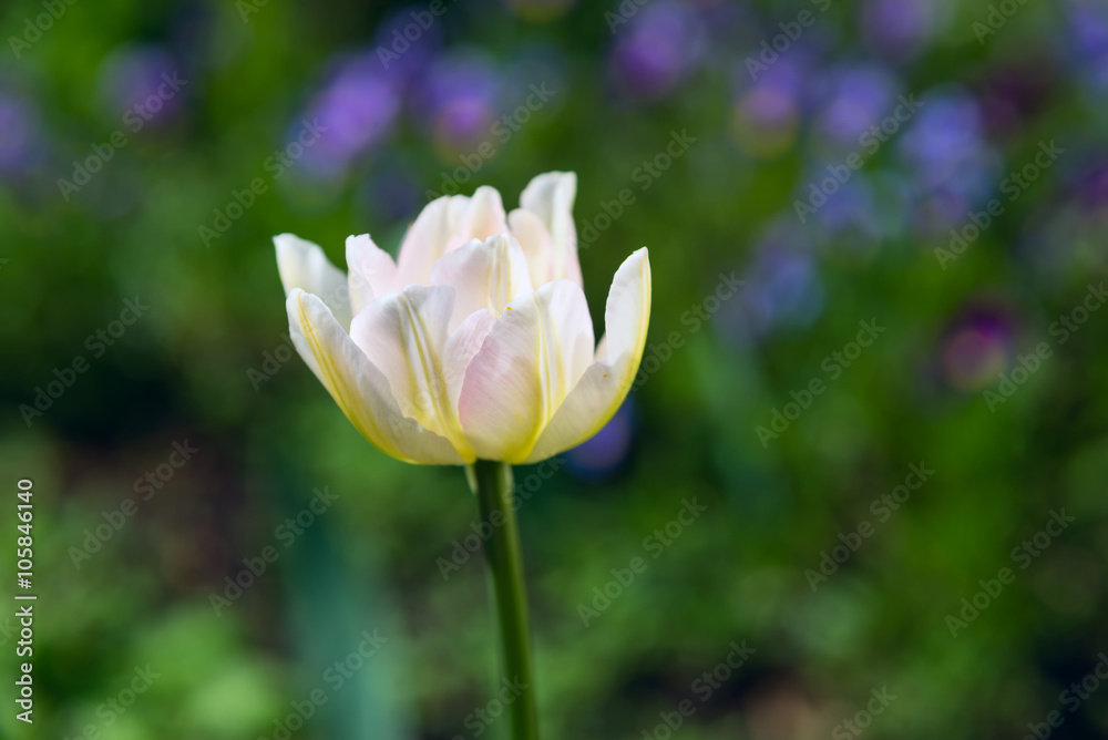 one white Tulip on background of green grass one white Tulip on background of green grass