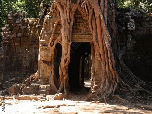 Baum verschlingt Tempel II photo
