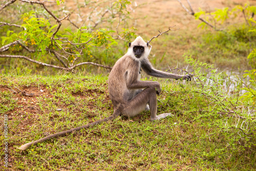 Grey Faced Langur Monkey in Sri Lanka