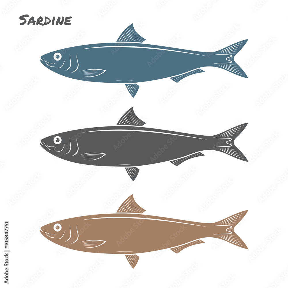 Sardine fish vector illustration on white background Sardine fish vector illustration on white background