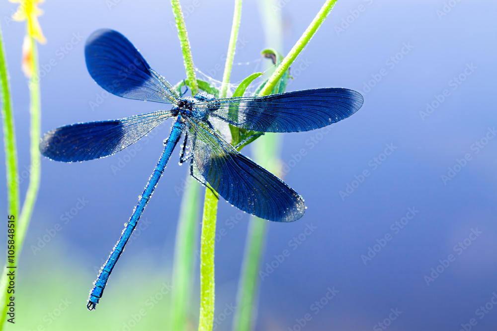 dragonfly on a flower on a spring meadow - obrazy, fototapety, plakaty 