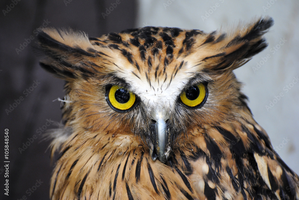 Buffy fish owl (Bubo ketupu) Buffy fish owl (Bubo ketupu)
