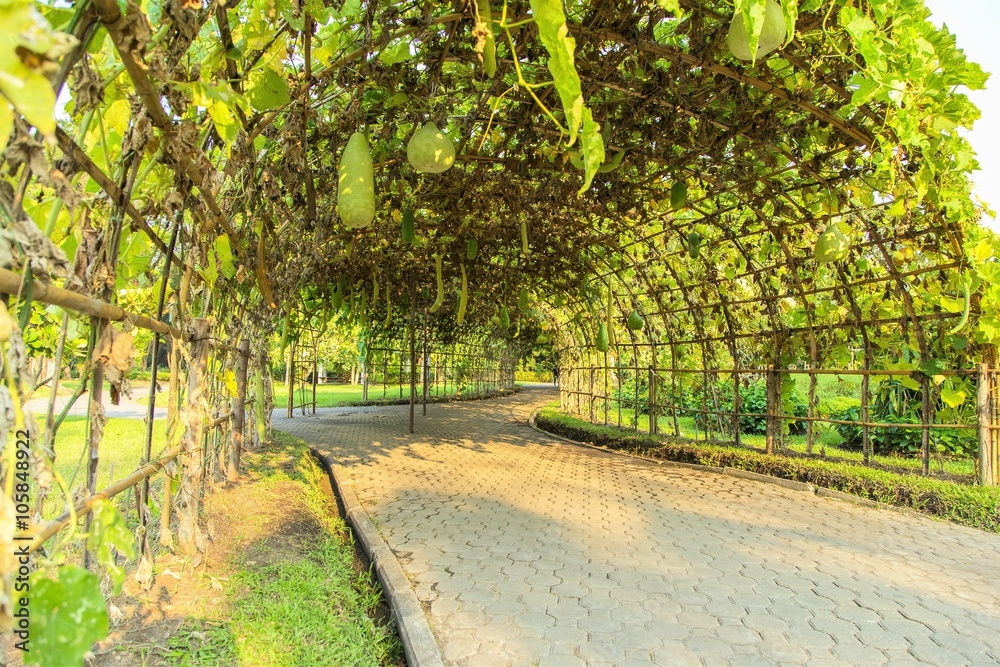 Fototapeta premium Green tunnel made from calabash plant 