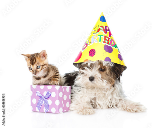 bengal cat and Biewer-Yorkshire terrier puppy with birthday hat