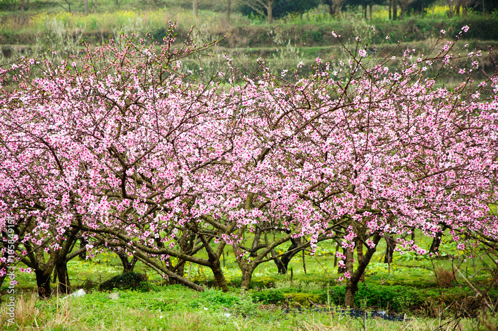 The beautiful blooming peach flowers in the fog
The beautiful blooming peach flowers in the fog