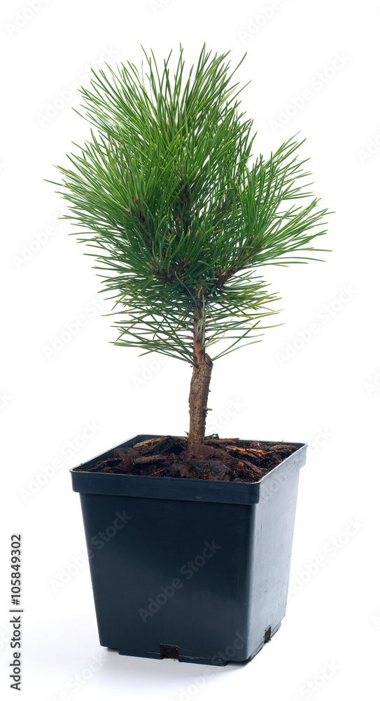 Pinus thunbergii Banshosho - obrazy, fototapety, plakaty 