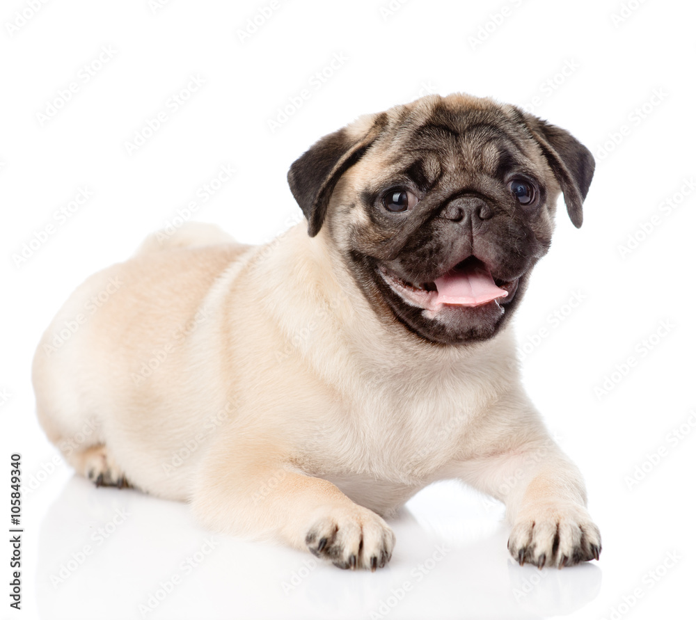 Portrait pug puppy. isolated on white background