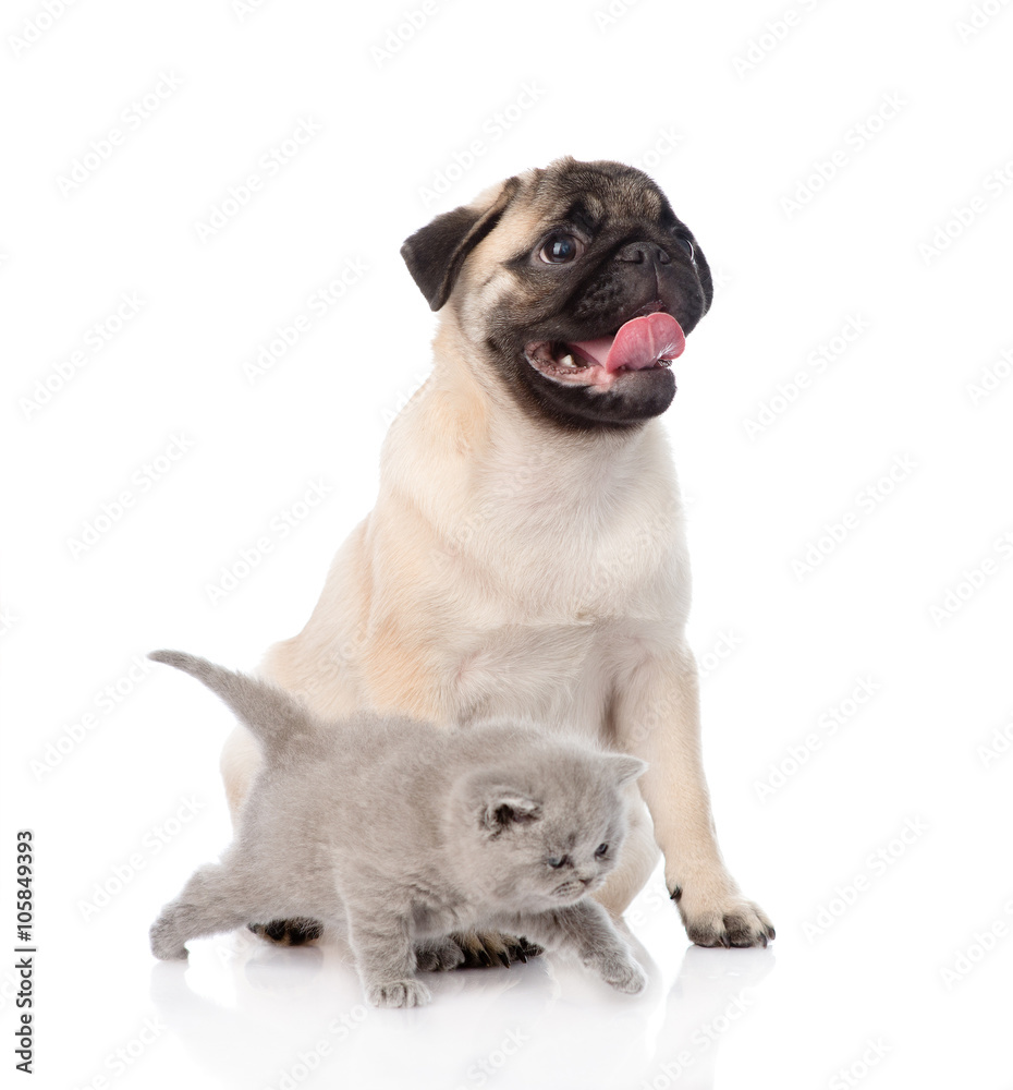 Newborn kitten and pug puppy together. isolated on white backgro