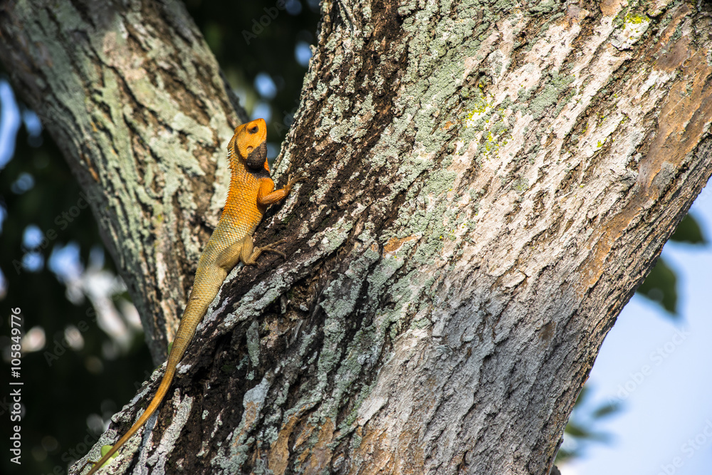 Brown Lizard Looking for Breakfast on Tree Trunk