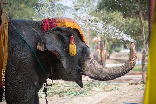 Thai elephant daily bath