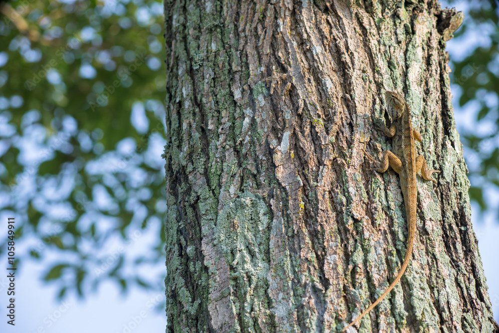 Camouflaged Lizard Warming up on Tree Trunk Camouflaged Lizard Warming up on Tree Trunk