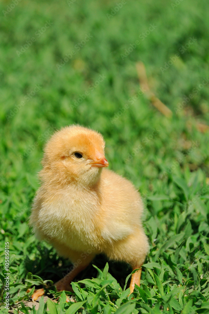 Little chicken on the  grass