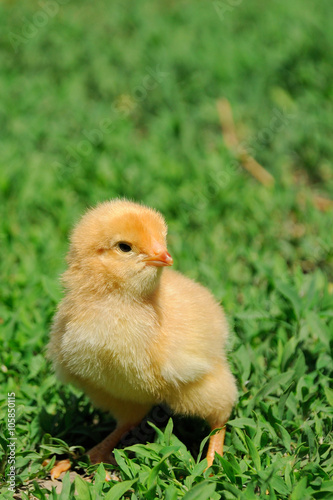 Little chicken on the  grass