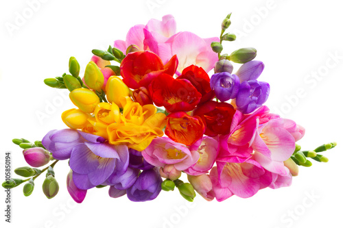 Fresh freesia flowers