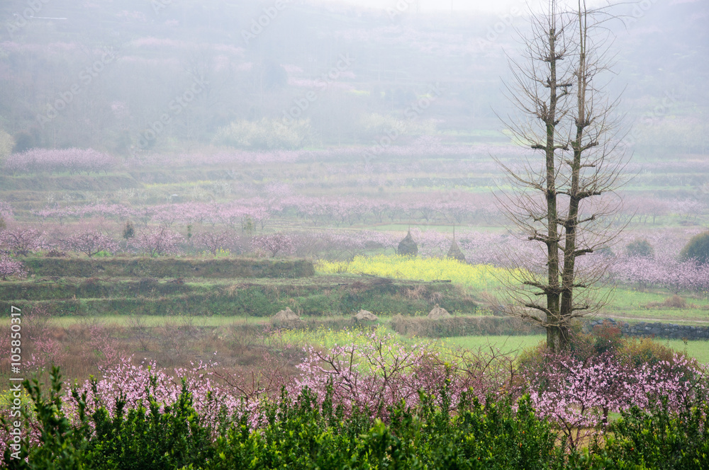 Naklejka premium The beautiful blooming peach flowers in the fog 