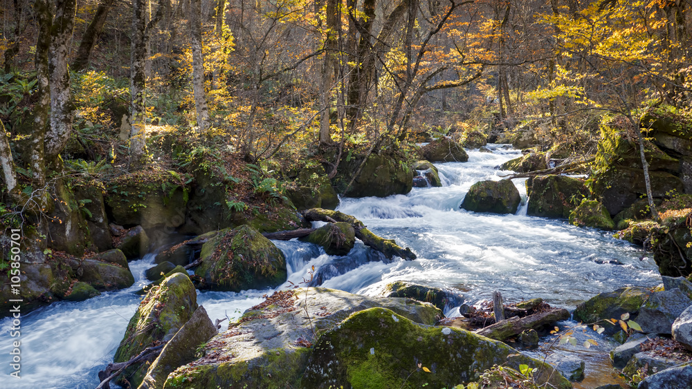 Mysterious Oirase Stream flowing through the autumn forest in To