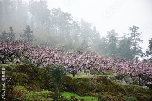 The beautiful blooming peach flowers in the fog 