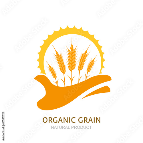 Human hand holding wheat ears and sun. Vector logo, label, package design elements. Barley, or rye illustration. Concept for agriculture, organic cereal products, harvesting grain and farming. 