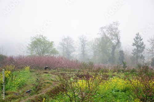 The beautiful blooming peach flowers in the fog  