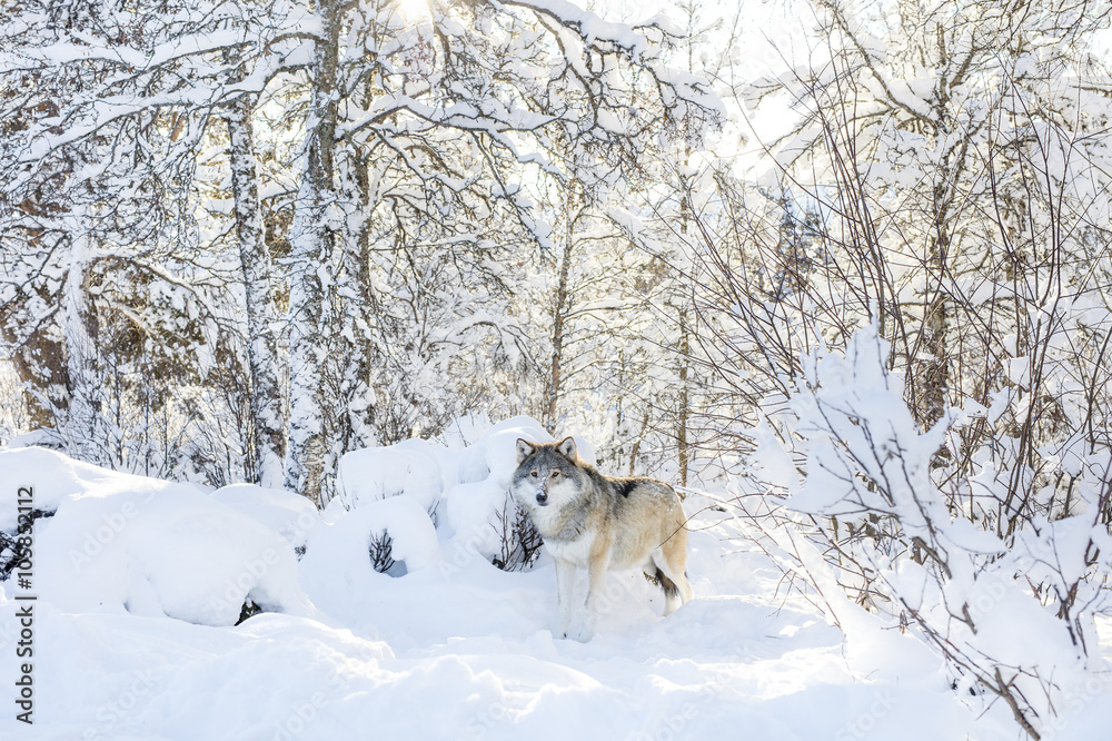 Obraz premium Wolf stands in the cold and beautiful winter forest