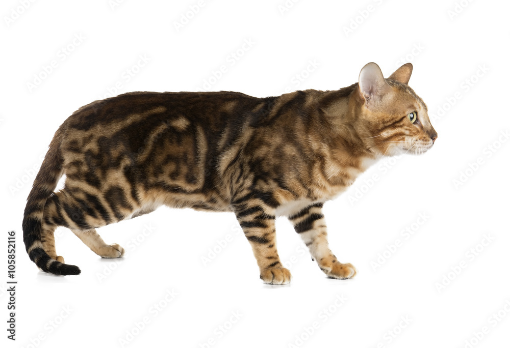 Bengal cat on white background in studio Bengal cat on white background in studio