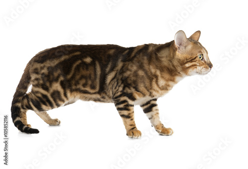 Bengal cat on white background in studio