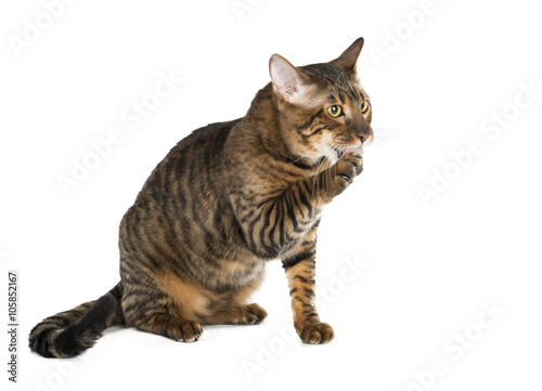 Obraz na plátně Toyger breed koshekna white background in studio