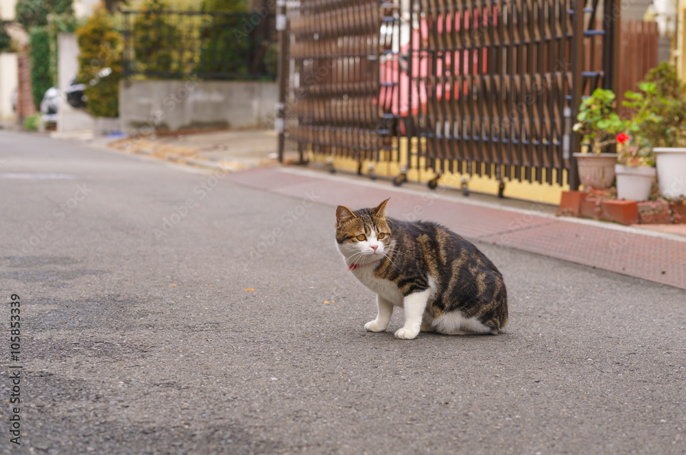 猫 猫