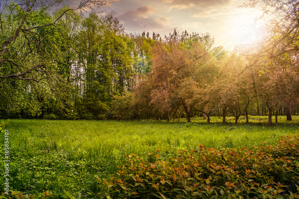 Naklejka premium lawn in garden with fruit trees at sunset