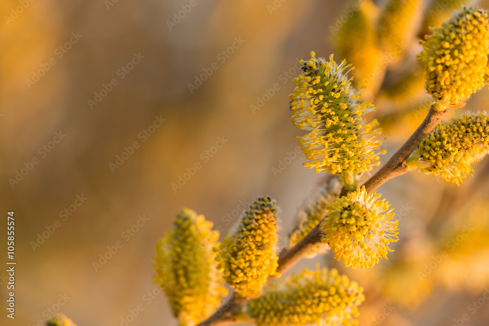Photography Willow
