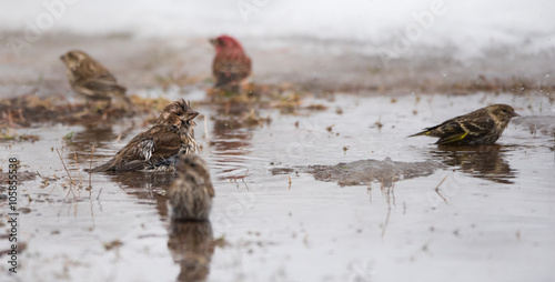 Purple (Haemorhous purpureus) & Pine Siskin (Carduelis pinus) finches & sparrow s bathe in a newly thawed snow puddle of cold water.  Feathers ruffled & splashing about in a Northern Ontario woods.
 photo