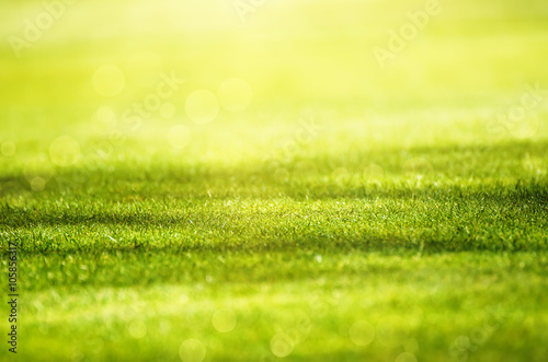 Fototapeta Naklejka Na Ścianę i Meble -  Sunny green grass  field suitable for backgrounds or wallpapers, natural seasonal landscape